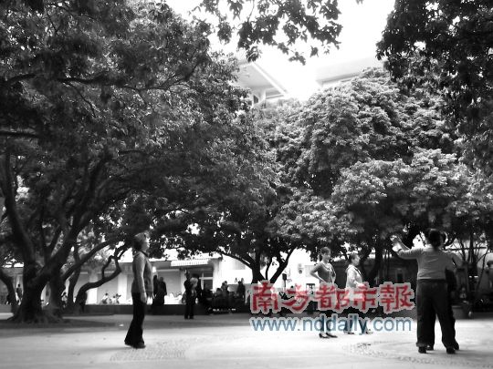百年荔林花满枝