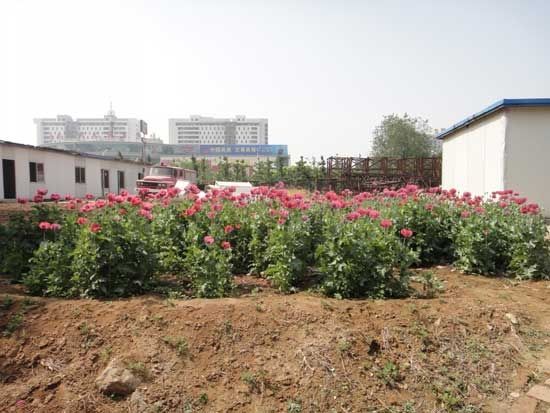 济南老汉闲置院内种罂粟 被公安机关取保候审