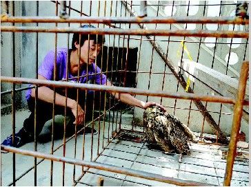 救只猫头鹰一查是雕鸮