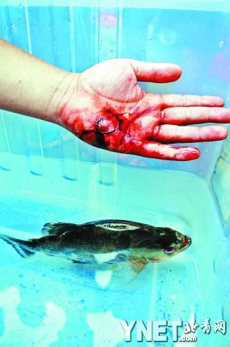 柳州清剿食人鲳 每条悬赏1000元