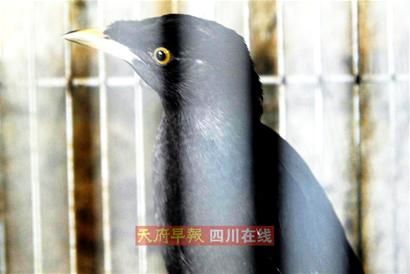 乌鸦反哺只是一个美丽的误会