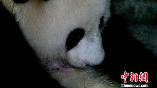 成都大熊猫基地“第一美女猫”产下雌性熊猫宝宝