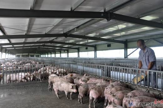 种粮+养殖 松江家庭农场主李爱云的幸福生活