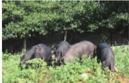 “广益康”黑猪肉为什么这样“红”