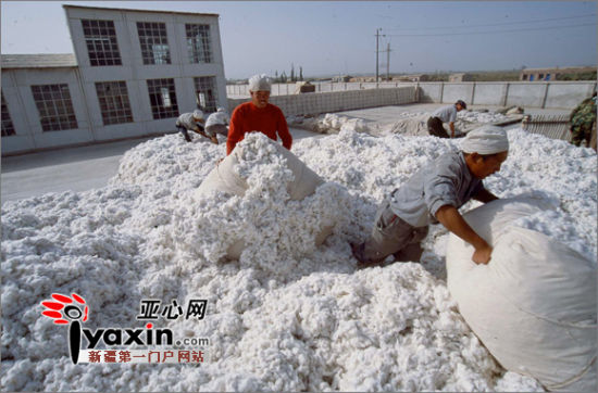 深度报道：新疆棉花丰产背后的困局