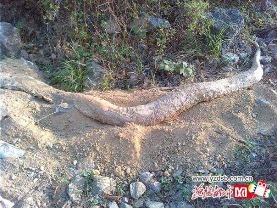 河北云梦山发现4米长白蛇尸体