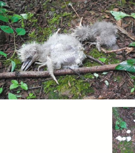 �����ĵ��İ�������ʬ���ˤ�������Ƭ��