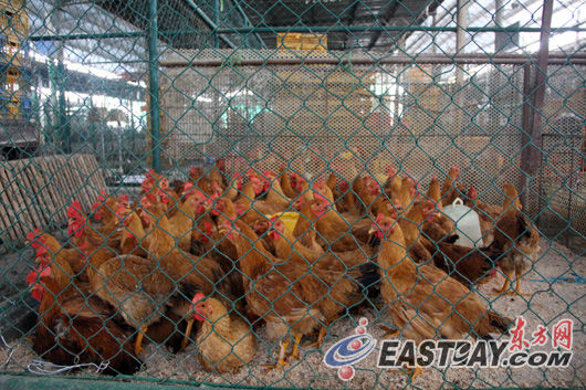 首批600羽活鸡进入上海定点批发市场