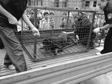 ���գ��ڶ���������Ա����Э���£���Ȯ�����ƣ������Կ��겻ֹ����10����Ӻ���ֻ���߽�1�ף�ͷ­˶�����Ȯ���ű�������Ա����������ר��ת�����������С����� ��� �� 