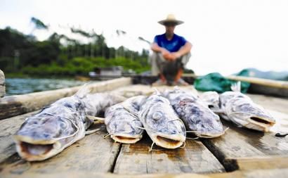 测鱼村人口_人口普查