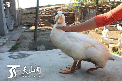 四师七十八团:奇 一只鸭子三条腿