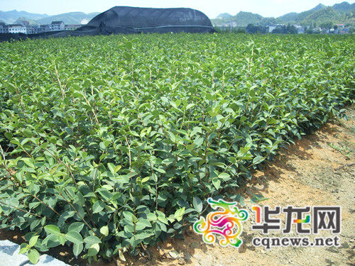 重庆部分区县油茶林里间种经济作物 亩产值最