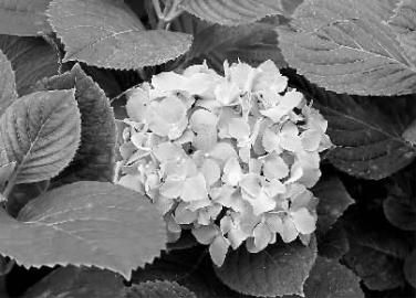 银叶菊PK百变天后谁占上风?