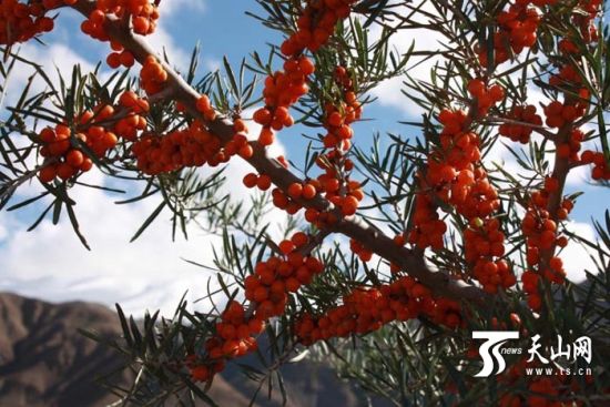 阿合奇县1000亩大果沙刺开始采摘