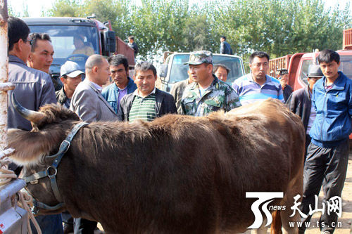 80万元贴息扶贫贷款助四师七十八团承包户多