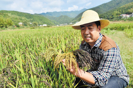 浏阳种出七色彩稻