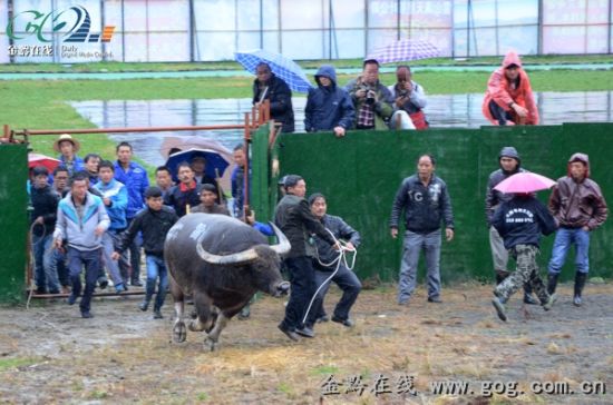 雷山苗年节斗牛大赛火热上演 百头超级牛战沙场争夺"牛王"