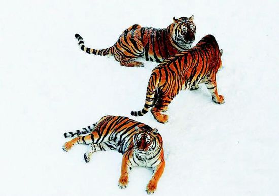 长春动物园猛兽雪中撒欢