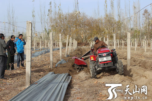 和静县农户引进葡萄埋藤机械 亩产增效100元_新浪新闻