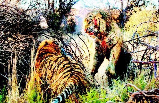 争地盘 老虎打得血流满面