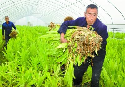 承包地有了身份证