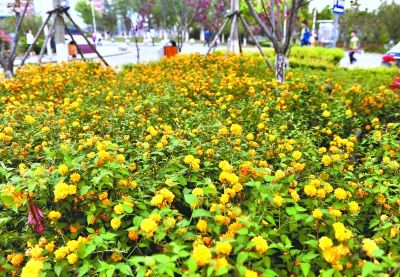 武汉新花城 开在春天里_新浪新闻