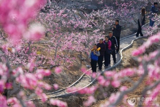 满倩)近日,第二十届汇泉桃花节在山东省沂源县汇泉桃花岛隆重开幕