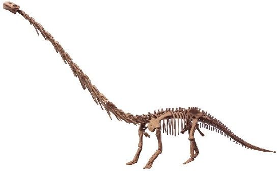 四川恐龙展品六一首次亮相新疆昌吉恐龙化石展