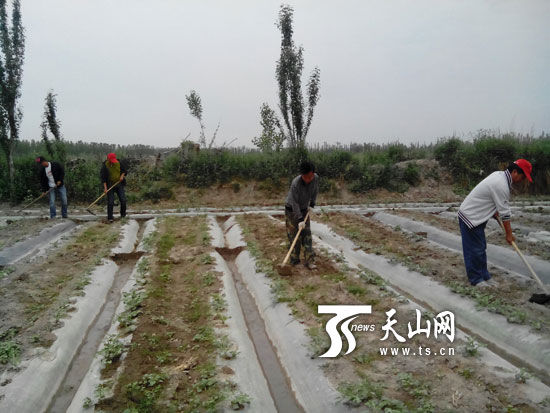 博湖县住村干部下田与农民同劳动 拉近干群距