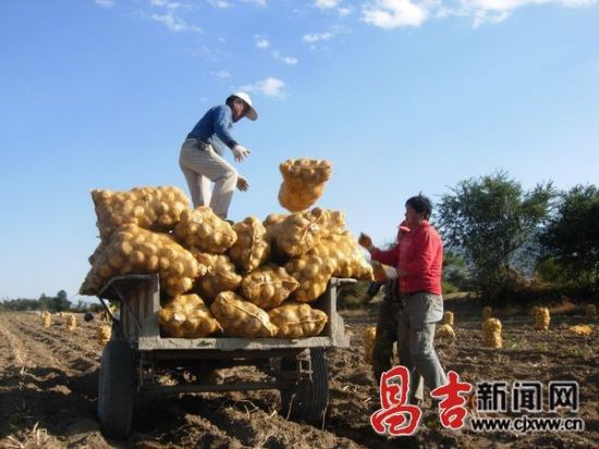 新疆吉木萨尔县新地乡3万吨土豆急需出售