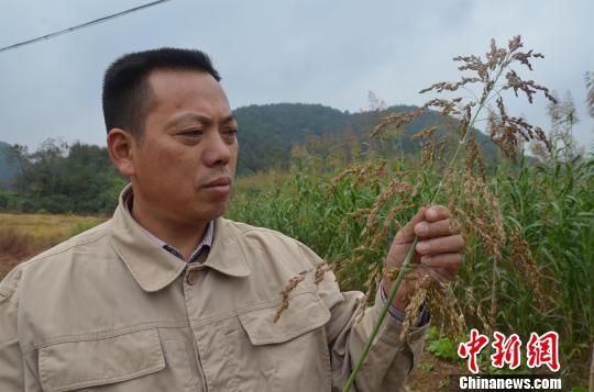 湖北一农民800余亩高粱高矮杂乱 专家称种子不