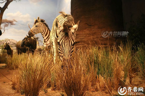 山东博物馆非洲野生动物大迁徙展免费向社会