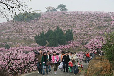 宁波奉化:青年教师桃花源里寻缘