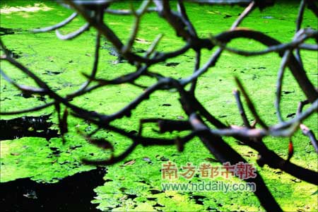 广州流花湖暴发大面积蓝藻(组图)