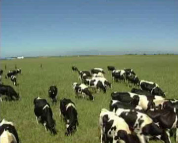 图文:奶牛养殖合作社