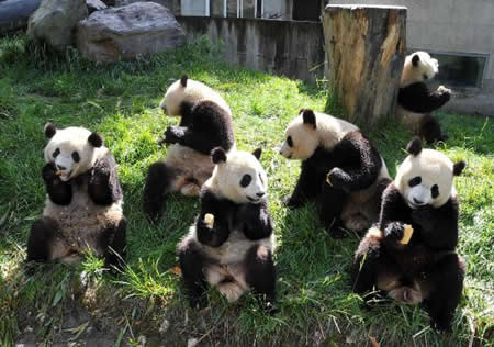 熊猫喝粥