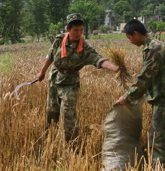 图文:解放军战士在青川灾区帮助百姓收割小麦