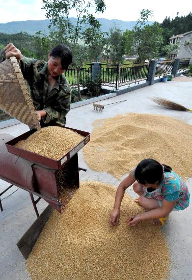 图文:广元市大石镇农民在清理收获的小麦