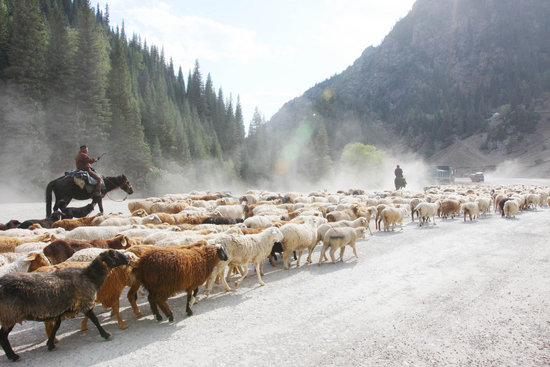 组图:新疆伊犁草情长势下降牧民被迫转场