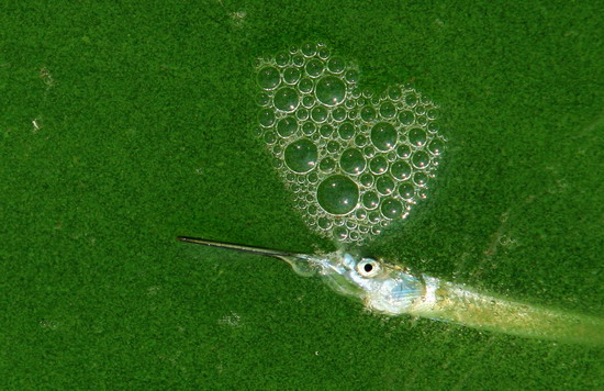 图文:滇池蓝藻爆发