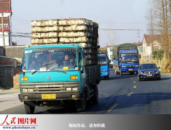 江苏禽流感地区大量禽鸡流向外地(组图)