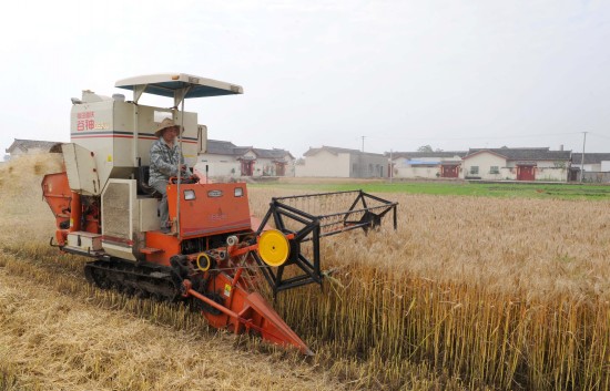 图文:收割机在涌泉新村边收割小麦