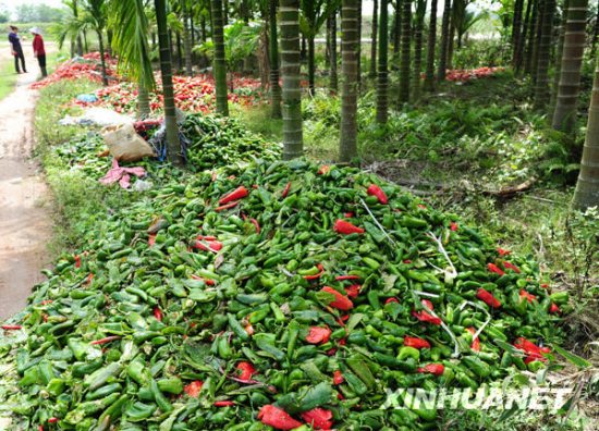 组图：海南琼海农民倒掉大量滞销辣椒