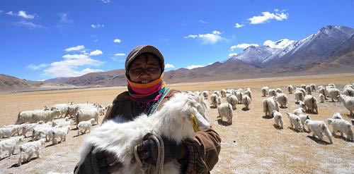 组图:西藏阿里地区推进产业发展提高牧民收入