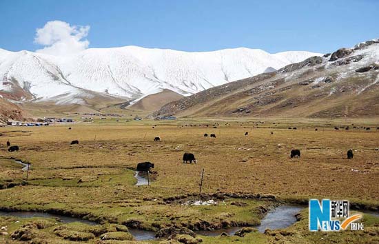 组图：初夏来临玉树呈现出美丽的风景