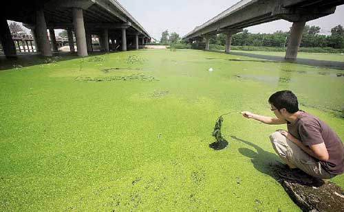 北京温榆河昌平段被绿藻污染绵延8公里(图)