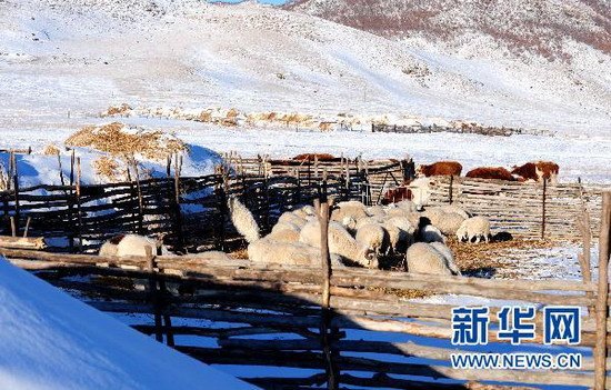 这是科右前旗满族屯满族乡一户牧民被大雪覆盖的草场和圈养的牛羊。新华社记者 任军川摄 (资料图)