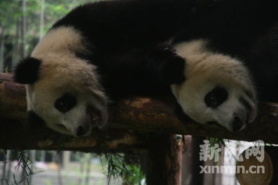 组图:8只世博大熊猫"定居"上海