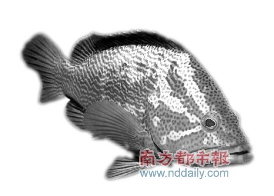 广东破解石斑鱼基因图谱