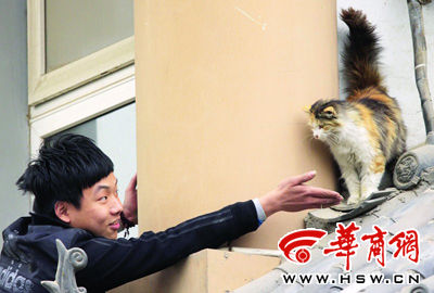 怀孕猫被狗撵上房顶困6天(图)